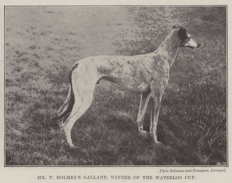 Sr. T Holmess Gallant, vencedor da Taça de Waterloo de English Photographer