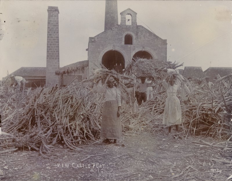 Plantação de Newcastle, 1880 de English Photographer