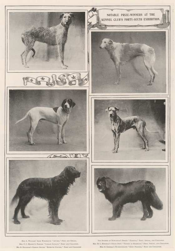 Notáveis ganhadores de prêmio na Quarenta e Sexta Exposição do Kennel Clubs de English Photographer