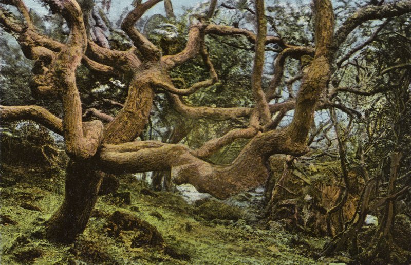 Carvalho Velho, o Landslip de English Photographer