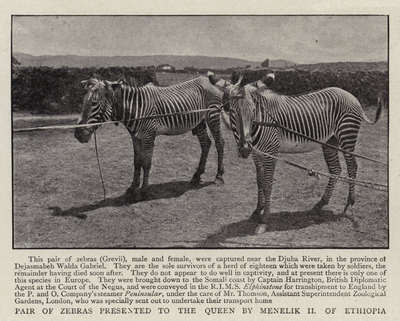 Par de zebras apresentado à rainha por Menelik II da Etiópia de English Photographer
