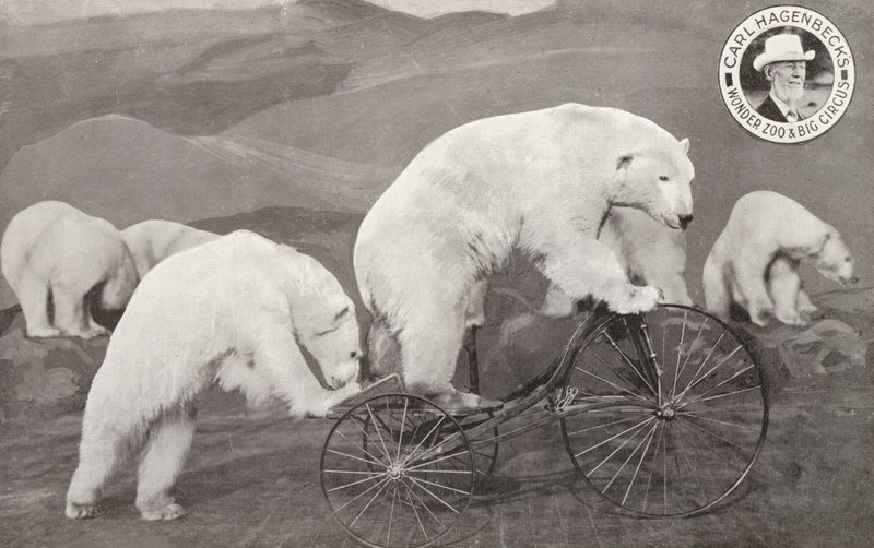 Urso polar montado num triciclo, Zoológico e Circo Grande de Carl Hagenbeck, Olympia, Londres (foto a p/b) de English Photographer