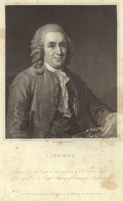 Retrato de Carl Linnaeus de English Photographer