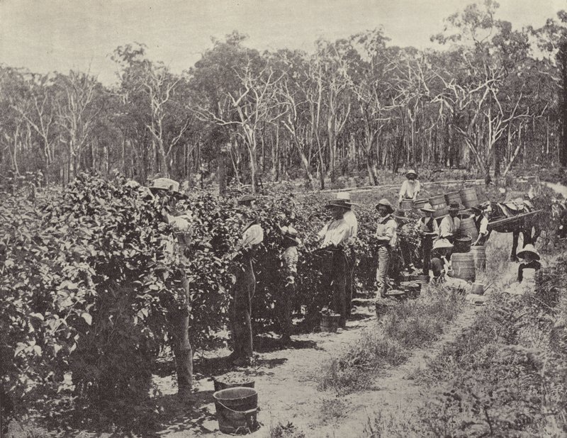Catadores de framboesa no trabalho, Wandin Yallock de English Photographer