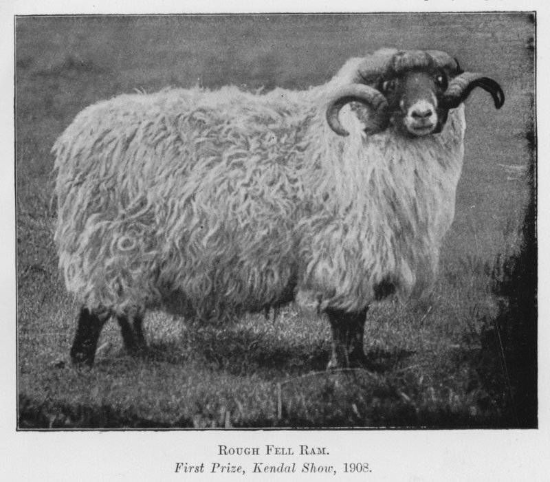 Rough Fell Ram, Primeiro Prémio, Kendal Show de English Photographer