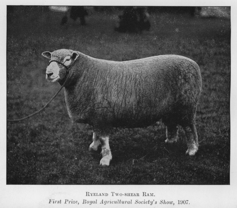 Ryeland Two-shear Ram, Primeiro Prêmio, Show da Royal Agricultural Society de English Photographer