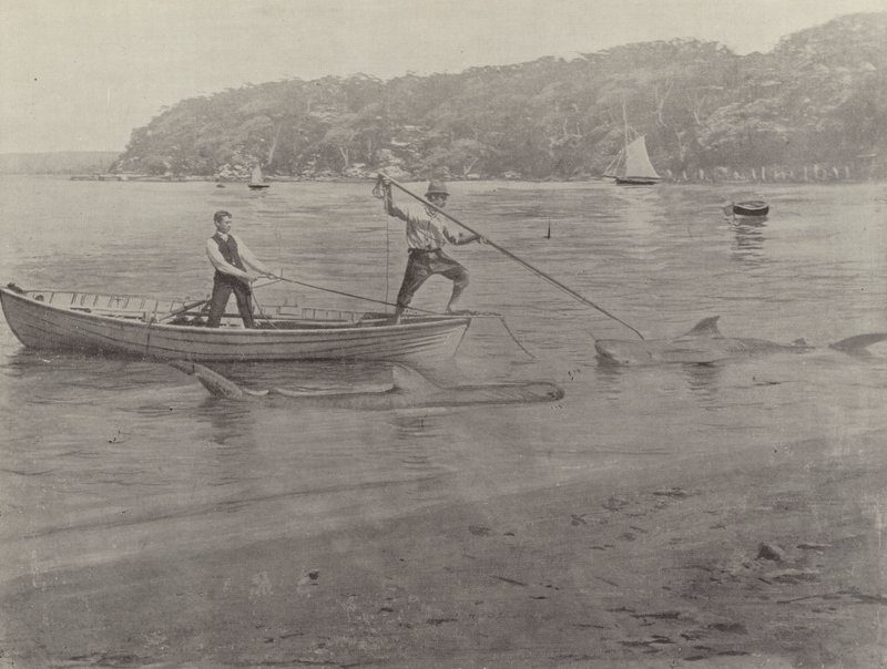 Pesca de tubarões, Chowder Bay de English Photographer