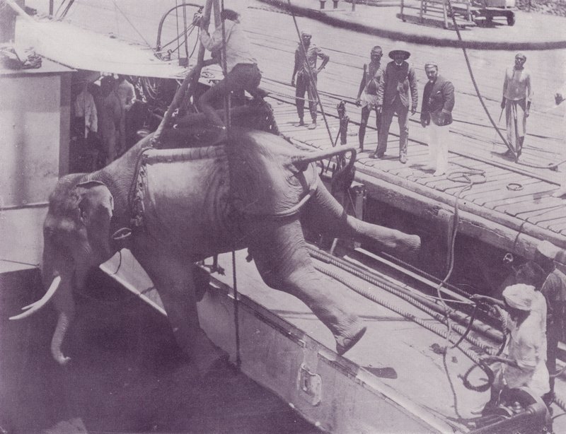 Enviando um elefante, Rangoon de English Photographer