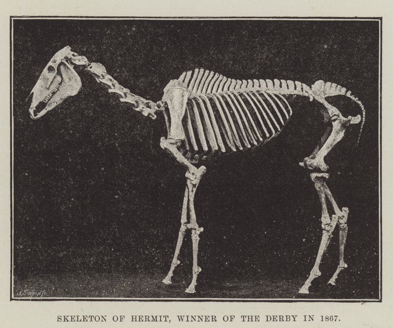 Esqueleto do Eremita, vencedor do Derby em 1867 de English Photographer