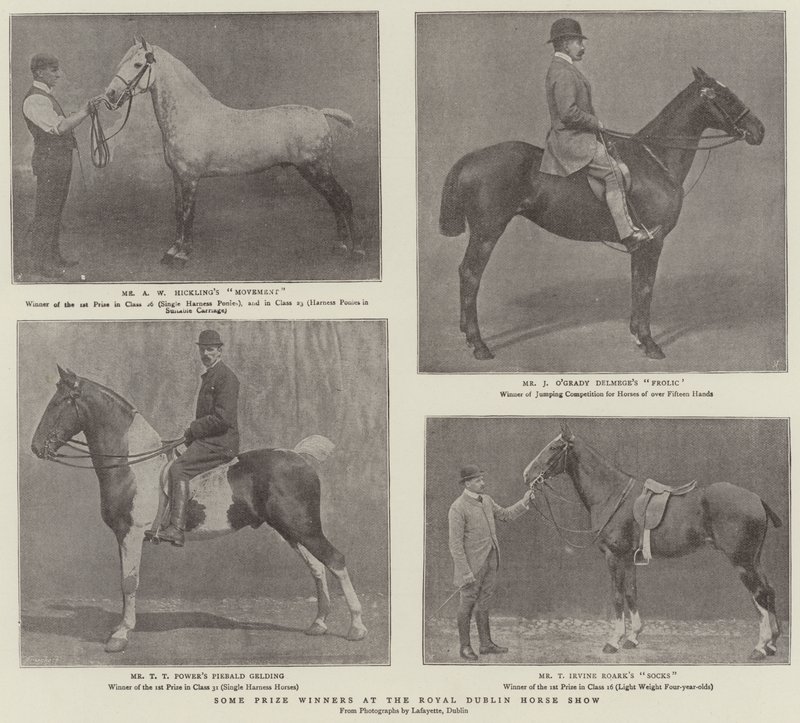 Alguns vencedores do prêmio no Royal Dublin Horse Show de English Photographer
