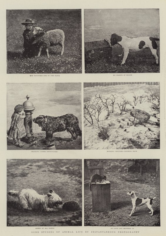 Alguns estudos de vida animal por fotografia instantânea de English Photographer