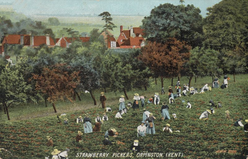 Colhedores de morangos nos campos em Orpington, Kent (foto) de English Photographer
