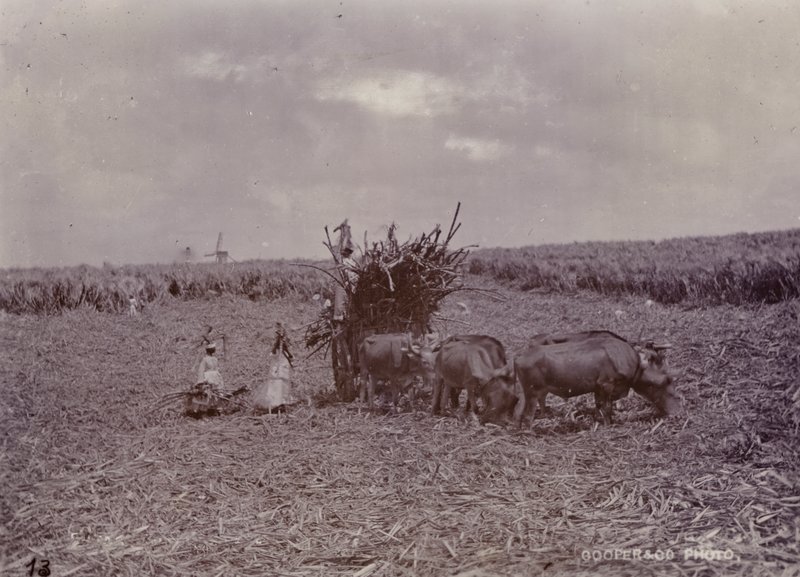 Plantação de açúcar, Barbados, 1880 de English Photographer