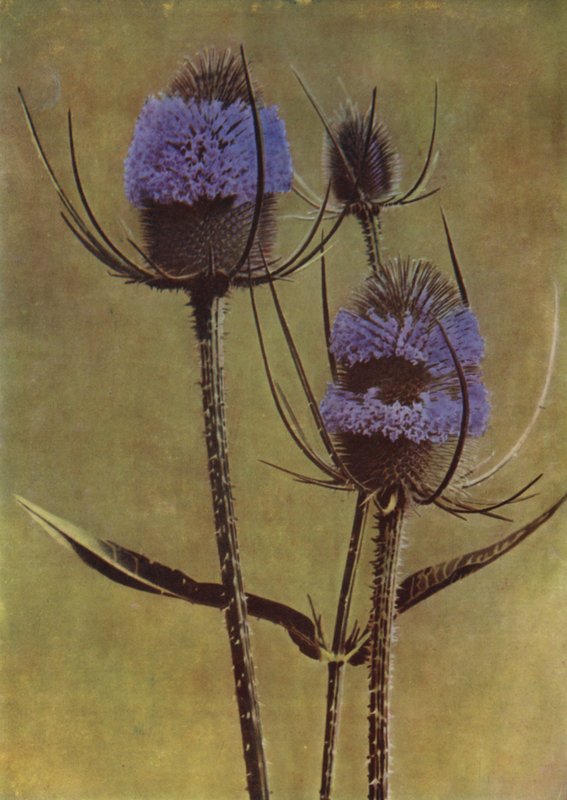 Teasel (foto) de English Photographer
