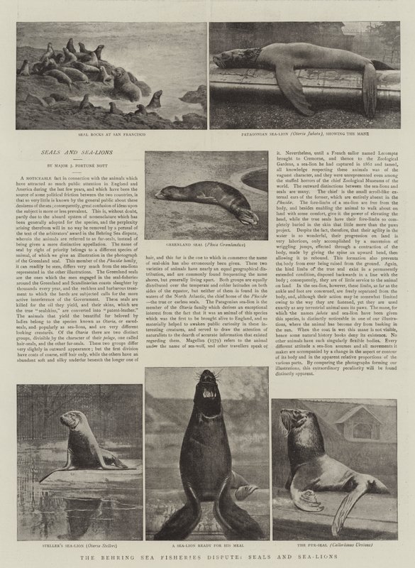 A Disputa, Focas e Leões-marinhos da Pesca no Mar de Behring de English Photographer