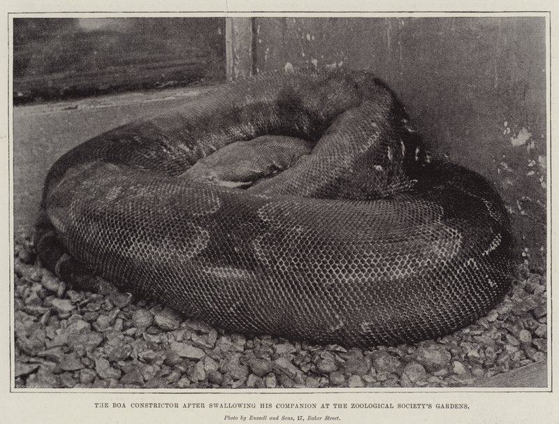 The Boa Constrictor depois de engolir seu companheiro no Zoological Societys Gardens de English Photographer