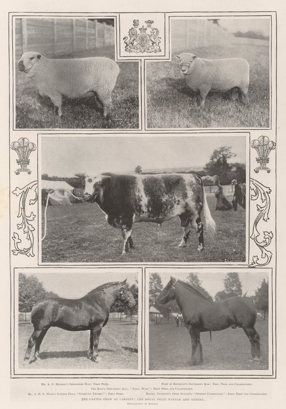 The Cattle Show em Cardiff, o vencedor do Prêmio Real e outros de English Photographer