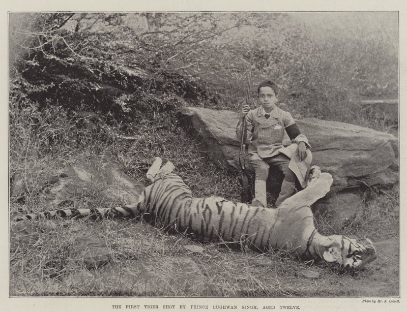 O primeiro tiro do tigre pelo príncipe Bughwan Singh, doze anos de English Photographer