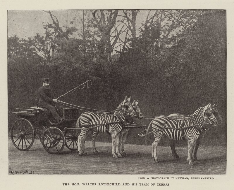 O honorável Walter Rothschild e sua equipe de zebras de English Photographer