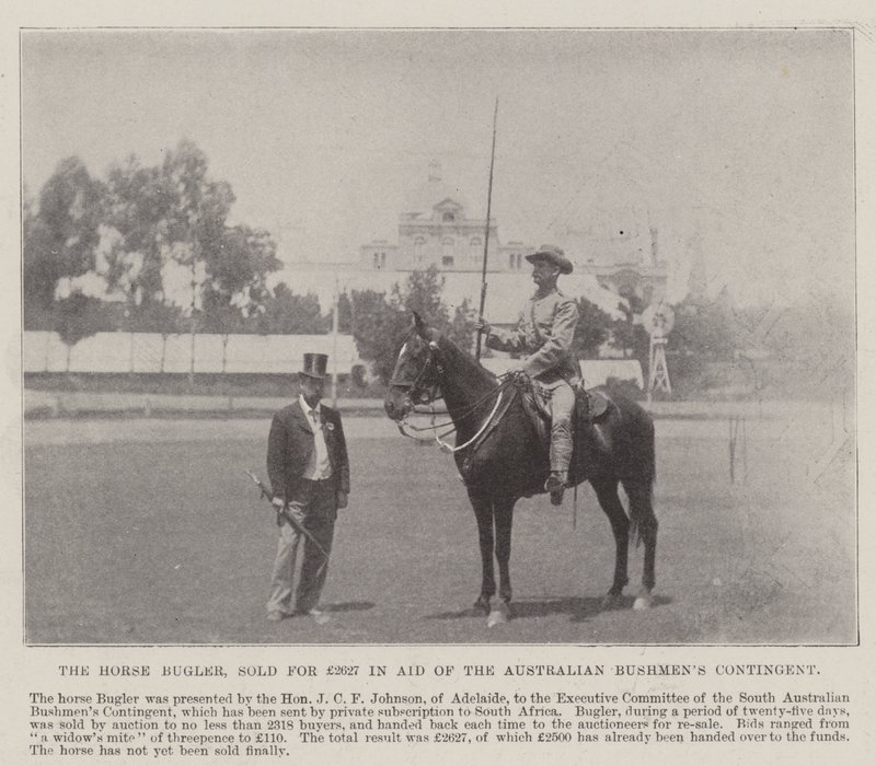 The Bugler Horse, vendido por £ 2627 em Ajuda do Australian Bushmens Contingent, Adelaide. Ilustração para The Illustrated London News, 26 de maio de 1900 de English Photographer