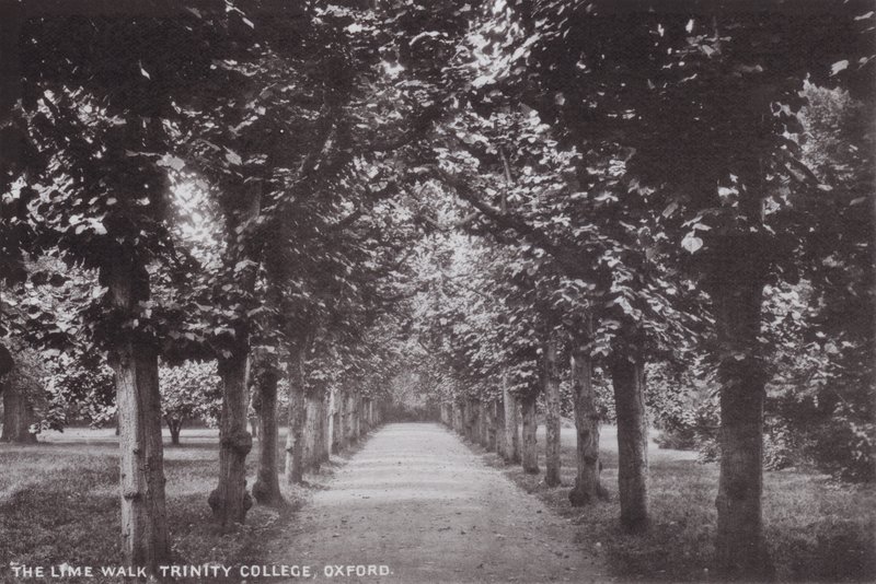 A caminhada de limão, Trinity College, Oxford de English Photographer