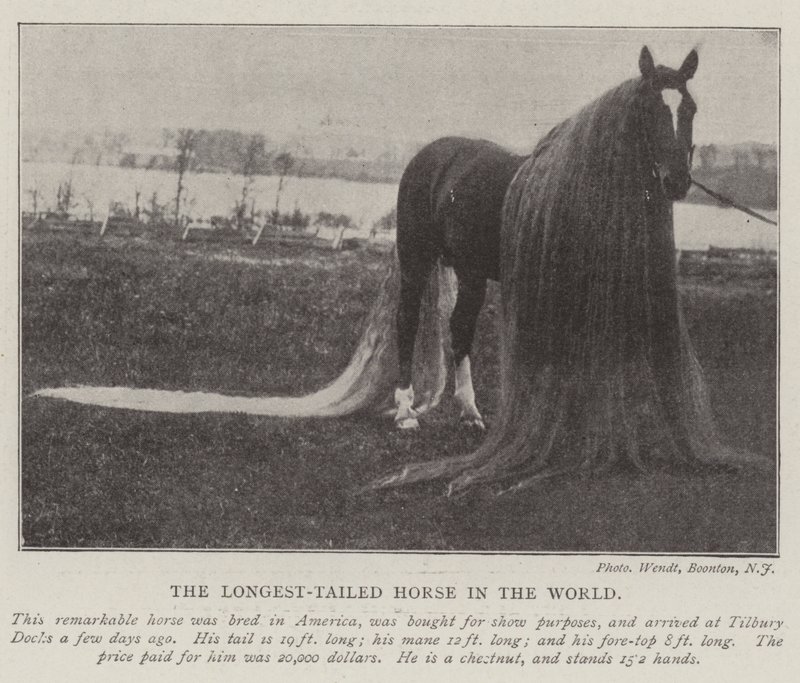 O cavalo de cauda mais longa do mundo de English Photographer