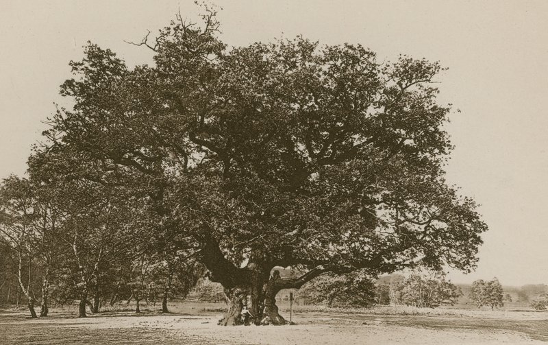 O carvalho principal, floresta de Sherwood de English Photographer