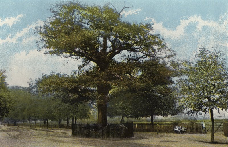 O Midland Oak, Leamington de English Photographer