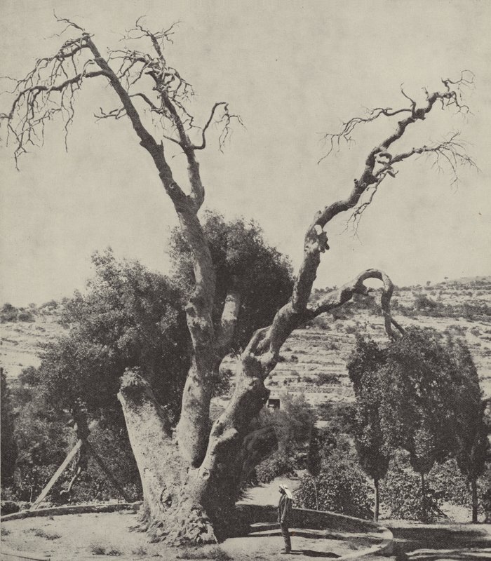 O Carvalho de Mamre; Abrahams Oak, onde Abraham armou sua tenda e construiu um altar de English Photographer