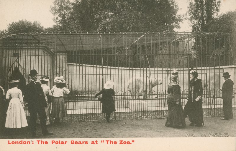 Os ursos polares no zoológico, Londres de English Photographer