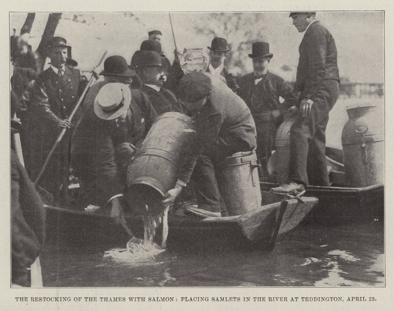O reabastecimento do rio Tâmisa com salmão, colocando Samlets no rio em Teddington, 23 de abril de English Photographer