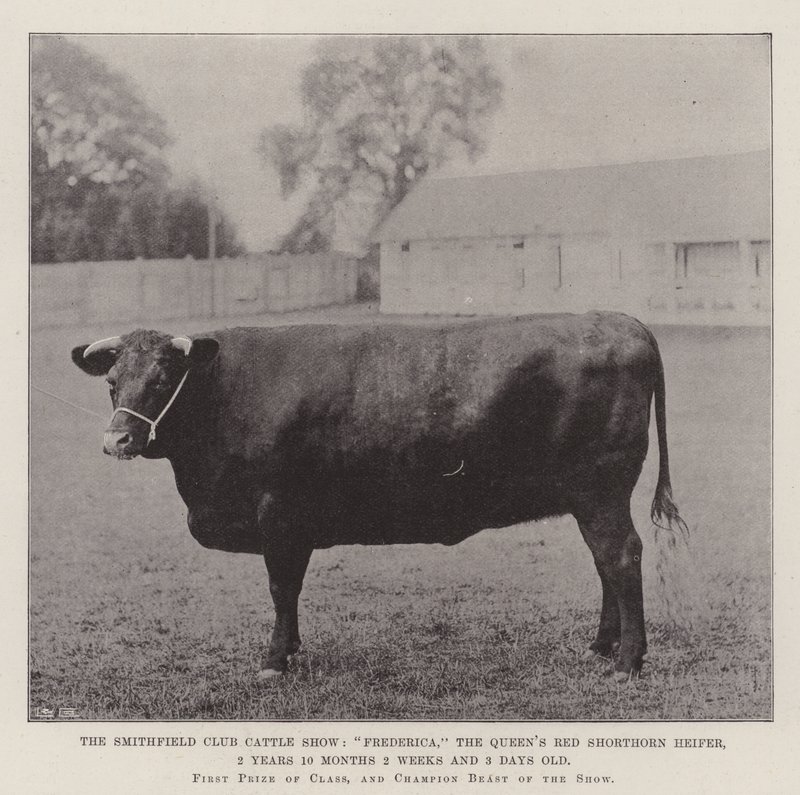 O Smithfield Club Cattle Show, Frederica, a Rainha Red Shorthorn Queens, 2 Anos 10 Meses 2 Semanas e 3 Dias de Idade de English Photographer