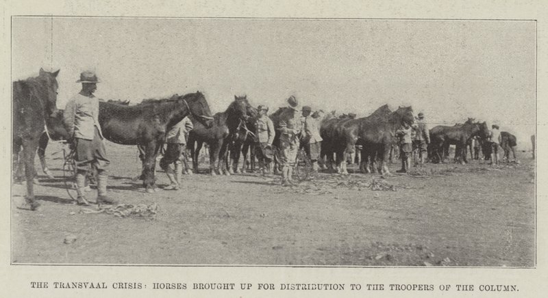A Crise do Transvaal, Cavalos trazidos para Distribuição aos Soldados da Coluna de English Photographer