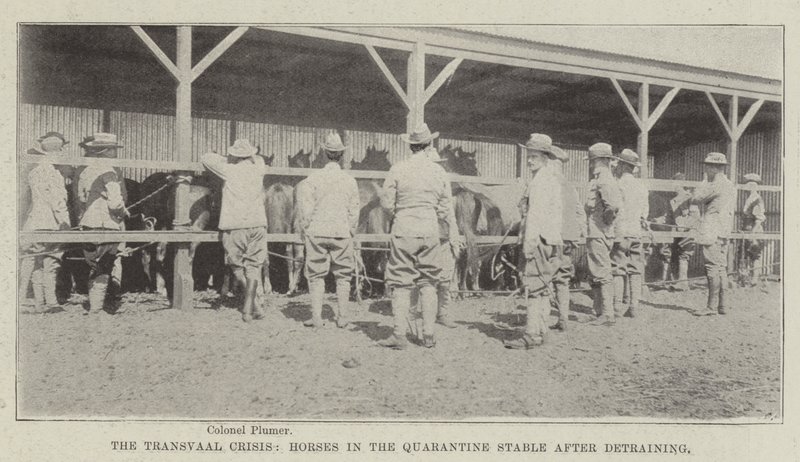 A Crise do Transvaal, Cavalos na Quarentena Estável após o Detraining de English Photographer