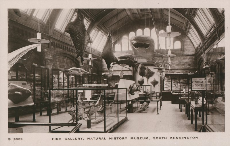 O, victoria, und, albert, museu, sul, kensington, londres, peixe, galeria de English Photographer