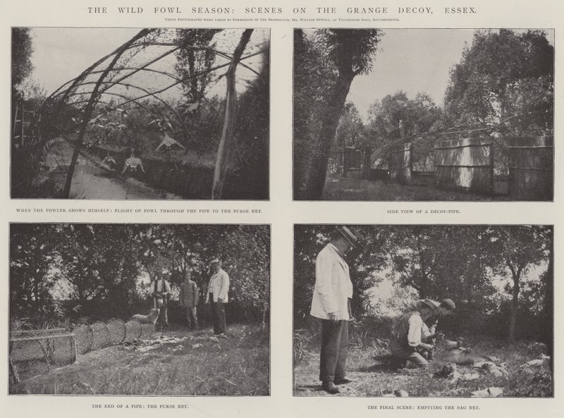 A, selvagem, galinha, estação, cenas, ligado, a, grange, decoy, essex de English Photographer