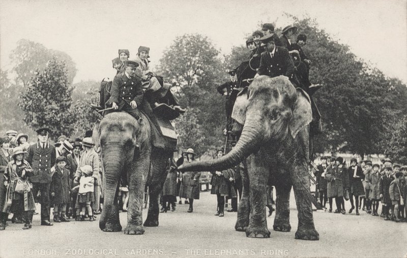 Os elefantes do Jardim Zoológico de Londres no Regent
