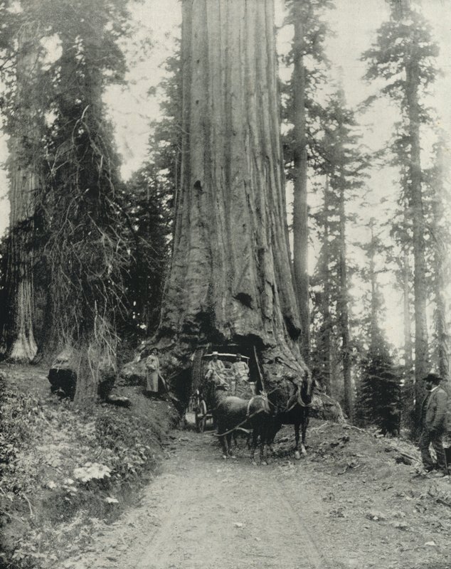 "Wawona" Big Tree, Mariposa Grove, Califórnia (foto a p/b) de English Photographer