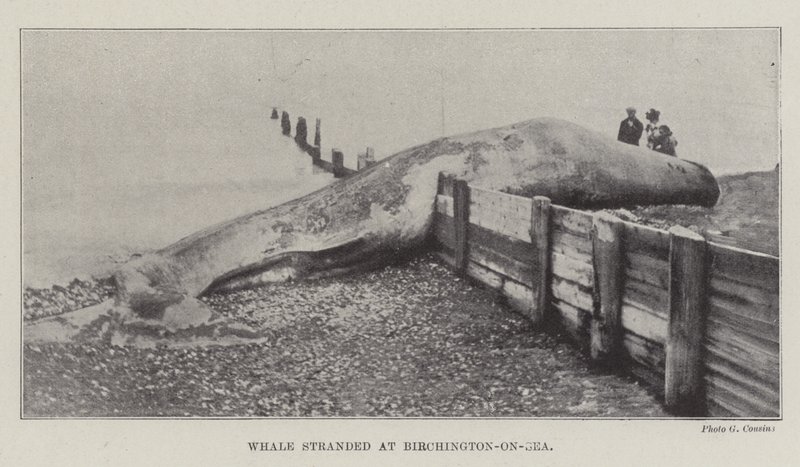 Baleia encalhada em Birchington-on-Sea de English Photographer