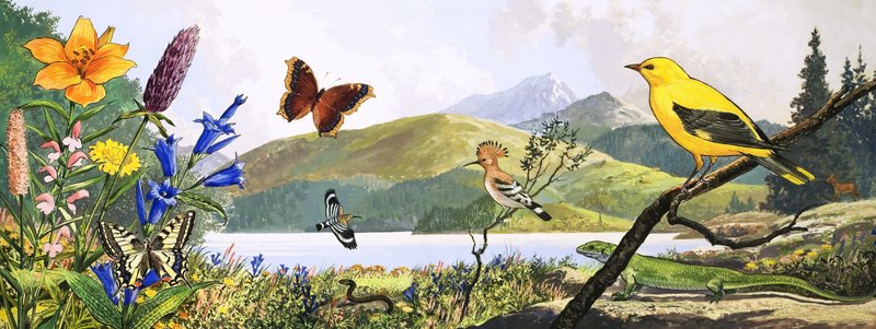 Vida selvagem da Europa Central, ilustração de "Nature