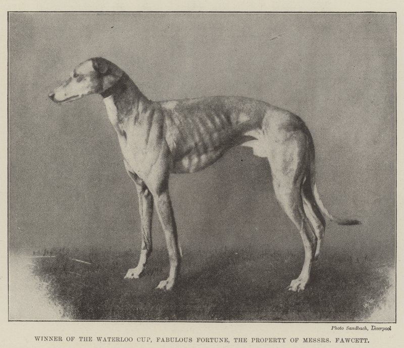 Vencedor da Taça de Waterloo, Fabulosa Fortuna, a Propriedade dos Messers Fawcett de English Photographer
