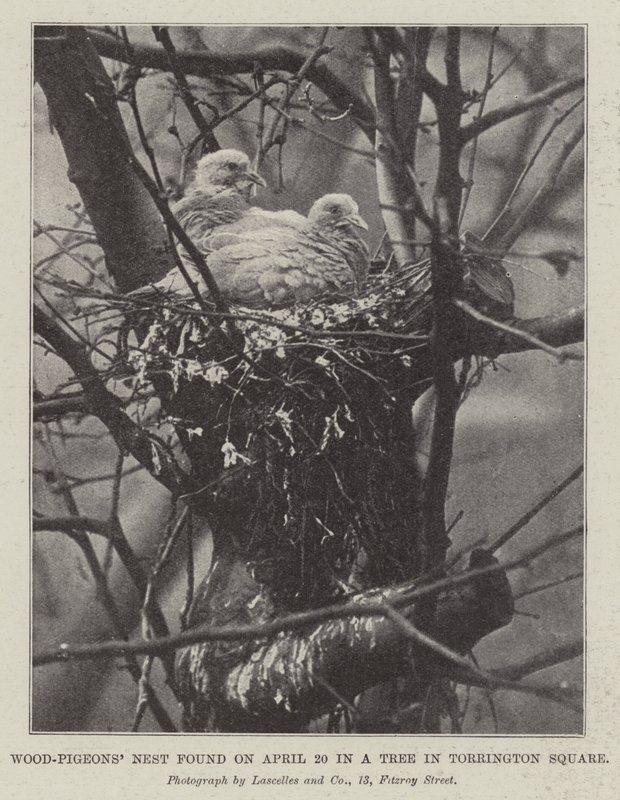 Wood-Pigeons Nest encontrado em 20 de abril em uma árvore em Torrington Square de English Photographer