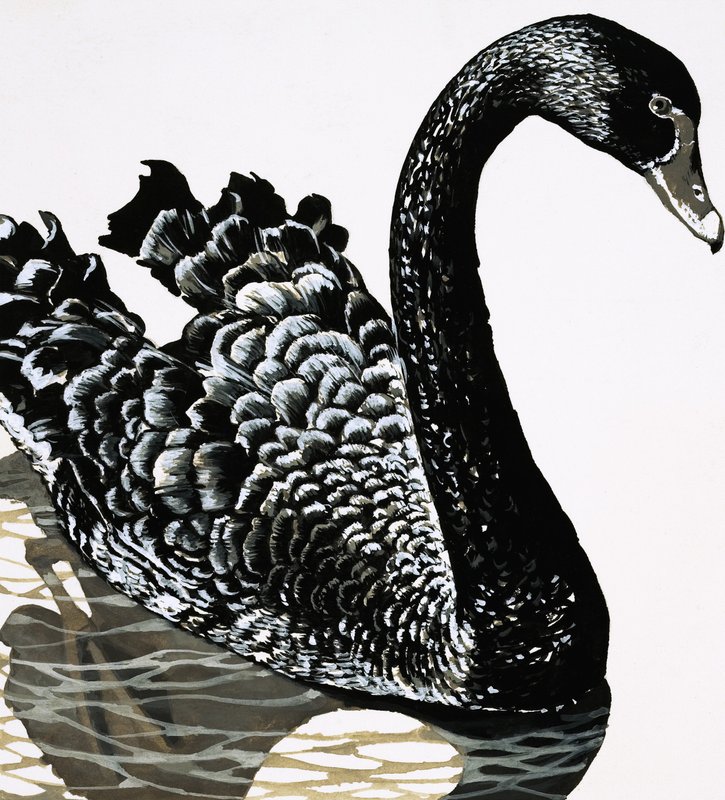 Um cisne negro de English School