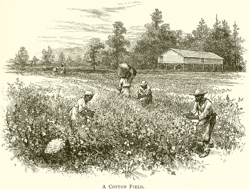 Um Campo de Algodão (gravura) de English School
