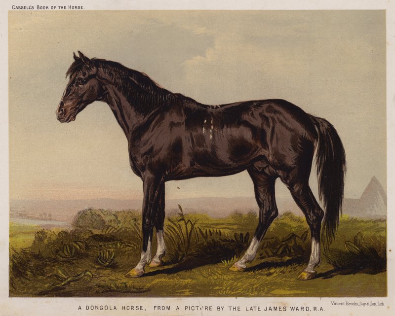 Um Cavalo Dongola (cor litho) de English School