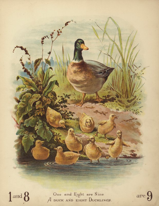 Um Pato e Oito Patinhos (chromolitho) de English School