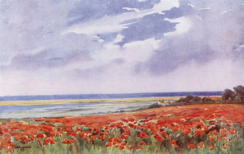 Um campo de papoilas (litografia a cores) de English School