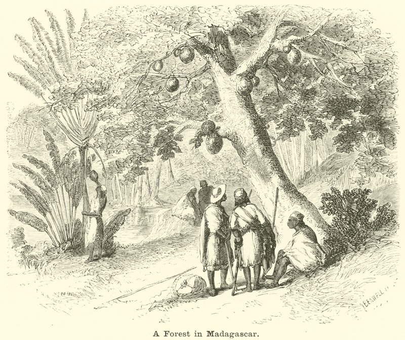 Uma floresta em Madagascar de English School