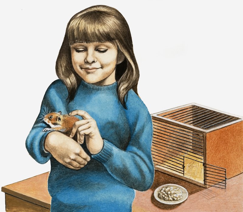 Uma menina e seu hamster de English School