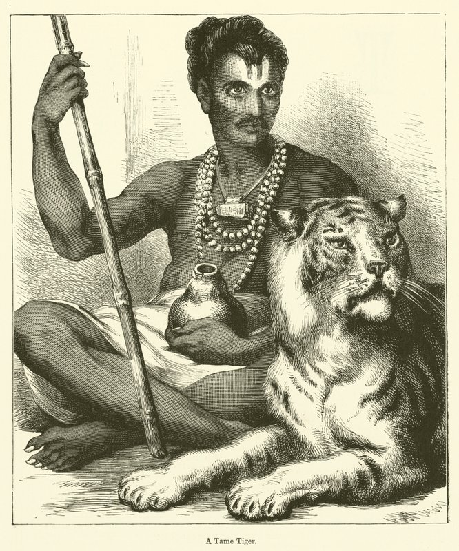 Um Tigre Domado (gravura) de English School